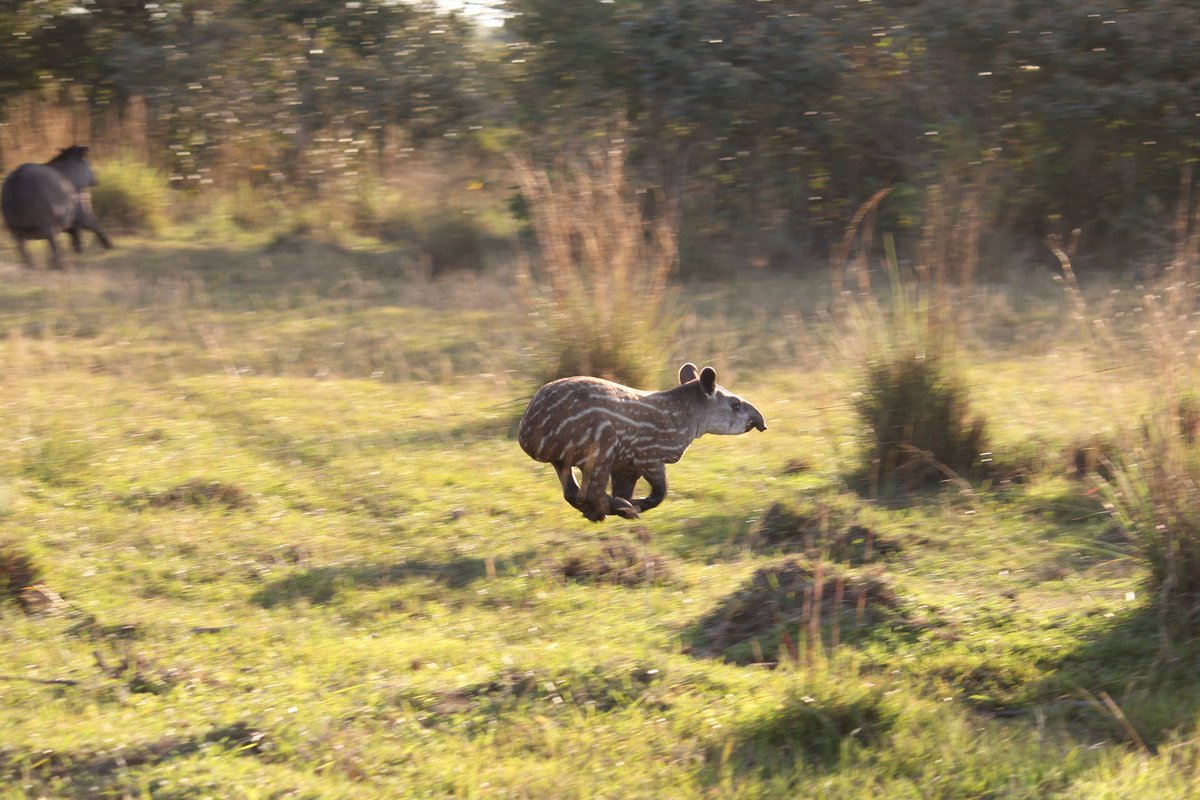 World Tapir Day tweet media