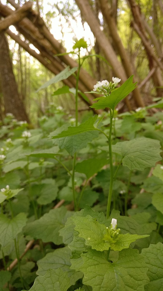 Boswachter_Marc's tweet photo. Nog in #Rodebos
Mooie voorjaarsbloeiers zoals #LookZonderLook en #GevlekteAronskelk.
De eerste is waardplant voor bv het #oranjetipje (vlinder die nu vliegt).
Info oa op #Ecopedia
https://t.co/n9ML7HHUbN https://t.co/PTyA929mOt