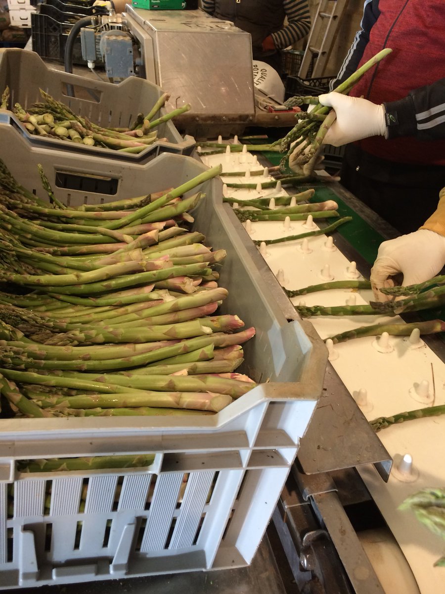RT <a href="/TheTacons/">Emma Tacon</a>: Grading #asparagus <a href="/TheTacons/">Emma Tacon</a> Picked and packed today, delivered tomorrow <a href="/Warwickstsocial/">Warwick St Social</a> <a href="/wildebeestarms/">The Wildebeest</a> <a href="/ThrowersLudham/">Guy Thrower</a> <a href="/TheGreenGrocers/">The Green Grocers</a>