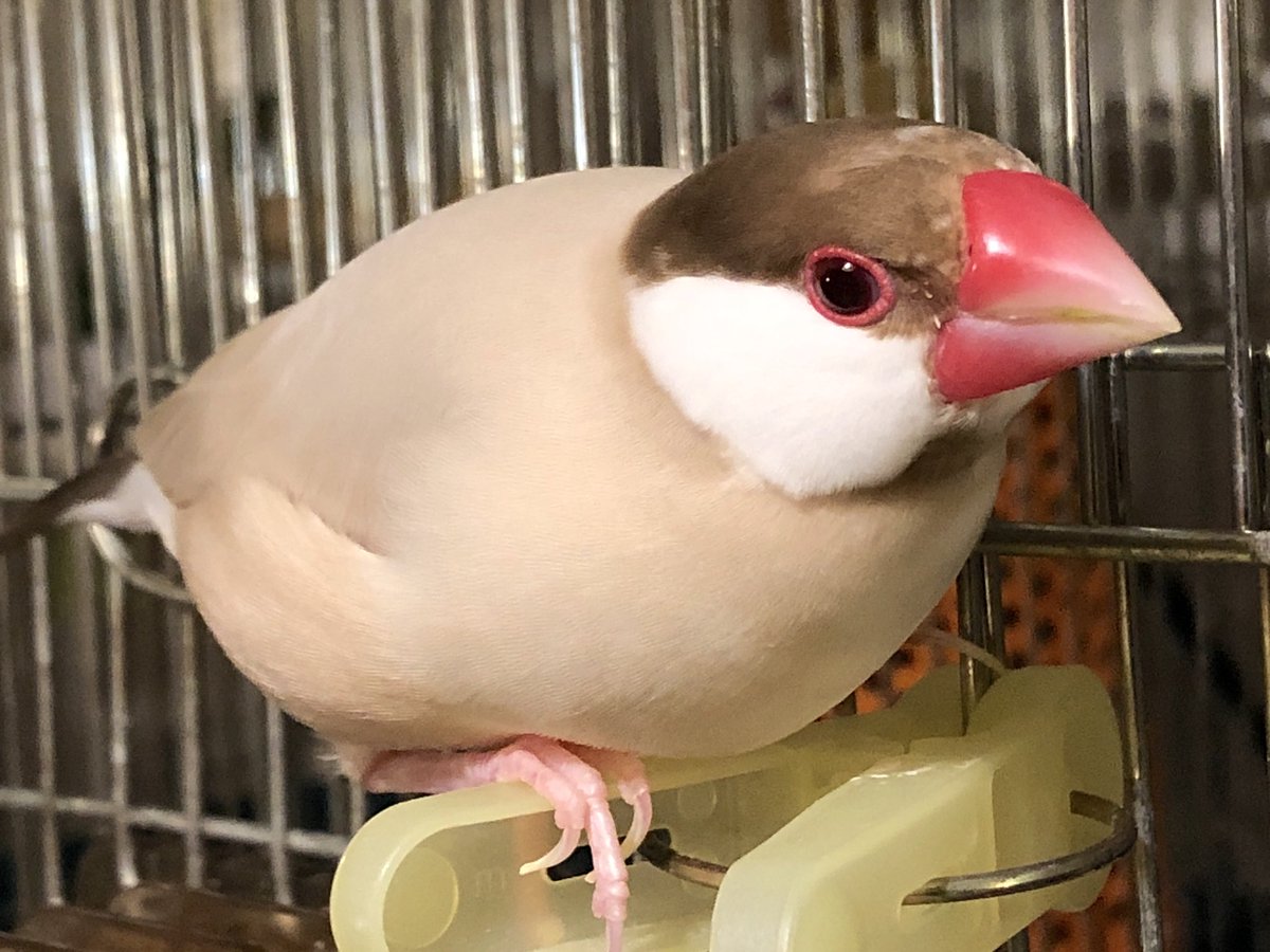 こんなお洒落なシナモン文鳥に成長したのに、ラブソングの締めがヒ〜ハ