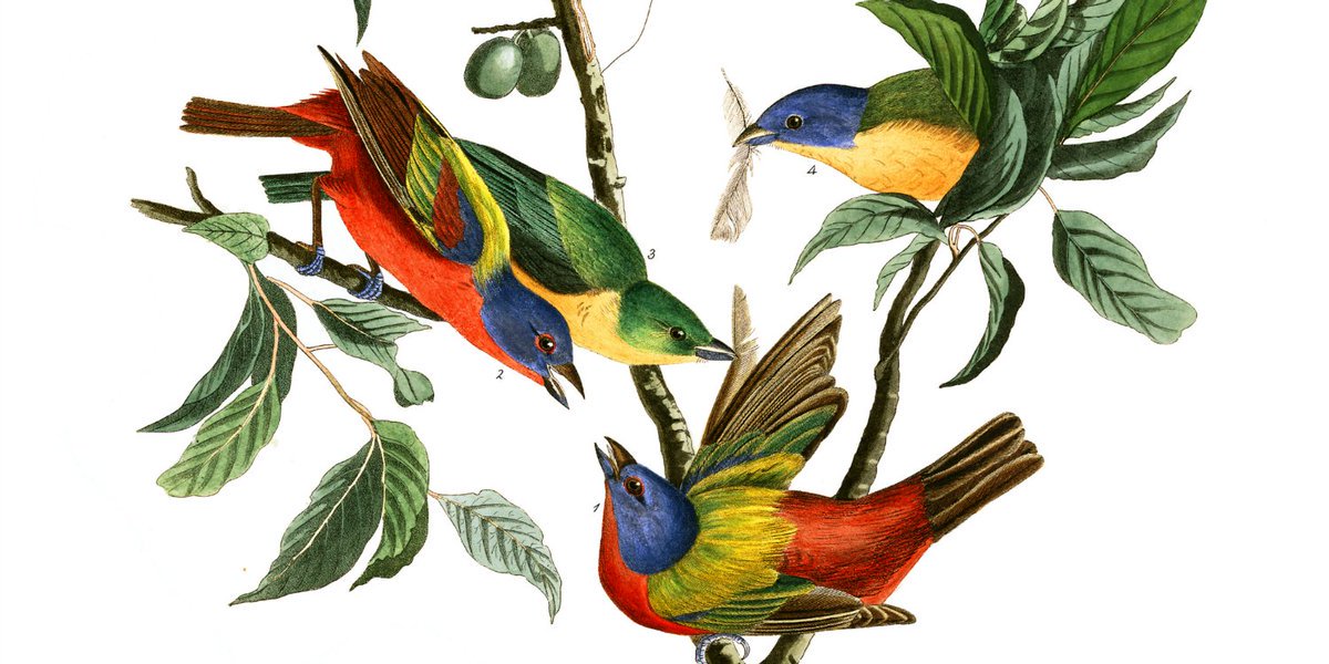 audubonsociety's tweet photo. Today is John James Audubon's birthday! Celebrate the day by downloading one of his prints for free: https://t.co/XGwt2EKzN5 #NationalAudubonDay https://t.co/m6NRDwgYIN