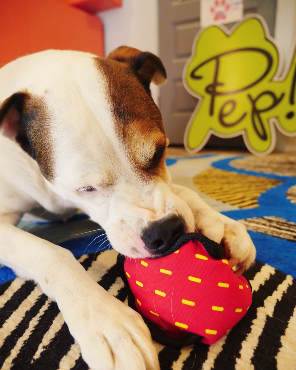 ilovepep's tweet photo. Joey is just a baby and only likes the soft toys! So this #KONG ballistic treat dispensing toy is perfect for this sweet pup. #DogsNeedToPlay #dogmom https://t.co/Awm2qDkx2y