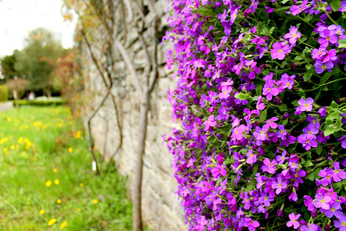 MU_Intl's tweet image. Every May 1st the French offer a loved one a Lily of the valley or &quot;muguet&quot; flower for good luck. We&apos;re not sure we have this growing on campus, but we&apos;re sure lucky to have a campus like this....Jasna, you&apos;re playing a blinder with these #SpringSnaps on campus ;)
