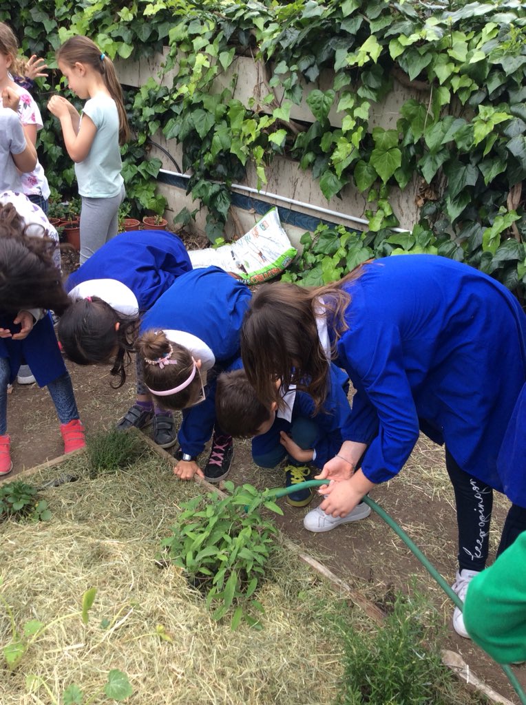 BClasseterza's tweet photo. Il nostro #orto 🌱sta diventando sempre più #sinergico 💞abbiamo messo la paglia e innaffiato. È bello 😍#arricchirelorto #mettiamolapaglia #ortosinergico #scuolafamiglia #graziemammaLucia 👩🏼❣️ #bimbibelli #bambinifelici 😀 #3b https://t.co/rsiUeqdCdg