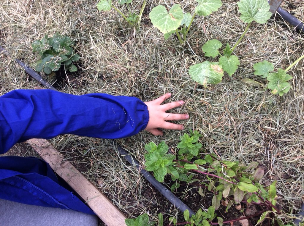 BClasseterza's tweet photo. Il nostro #orto 🌱sta diventando sempre più #sinergico 💞abbiamo messo la paglia e innaffiato. È bello 😍#arricchirelorto #mettiamolapaglia #ortosinergico #scuolafamiglia #graziemammaLucia 👩🏼❣️ #bimbibelli #bambinifelici 😀 #3b https://t.co/rsiUeqdCdg