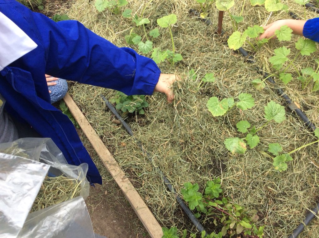 BClasseterza's tweet photo. Il nostro #orto 🌱sta diventando sempre più #sinergico 💞abbiamo messo la paglia e innaffiato. È bello 😍#arricchirelorto #mettiamolapaglia #ortosinergico #scuolafamiglia #graziemammaLucia 👩🏼❣️ #bimbibelli #bambinifelici 😀 #3b https://t.co/rsiUeqdCdg