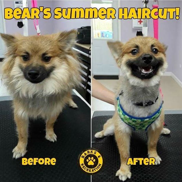 Bear is an adorable #pomeranian who came in looking for a cool #summer #haircut! We think he looks super #cute and will melt plenty of hearts in the hot #florida Sun!

#cuteanimals #cutenessOVERLOAD #cutedog #adorable #grooming #dogsoftwitter #doglovers #puppylove #puppies