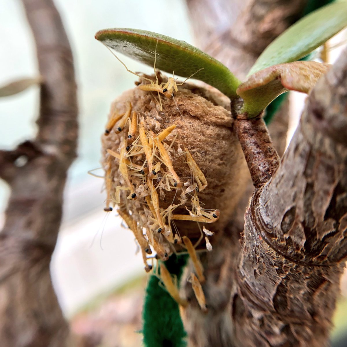 UW_PlantOasis's tweet image. We have our first batch of mantid babies!!!! 😍😍😍 #mantids #insects #UWYO
