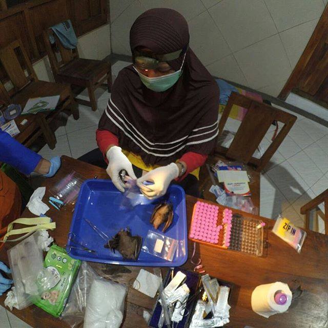 MZB1894's tweet image. Sample processing #faunajawa #sampleprocessing #lipiindonesia #museumzoologibogor #museumzoologicumbogoriense #researchcenterforbiology ift.tt/2r3VVzd ift.tt/2mLECkK
