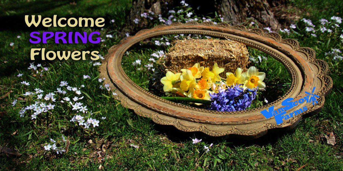 FarmsVanScoy's tweet image. #MiniStraw bales for your #Springflowers and #Springdecorations with #VanScoyFarms.  #WorthingtonMarket on #SaturdayFarmerMarket