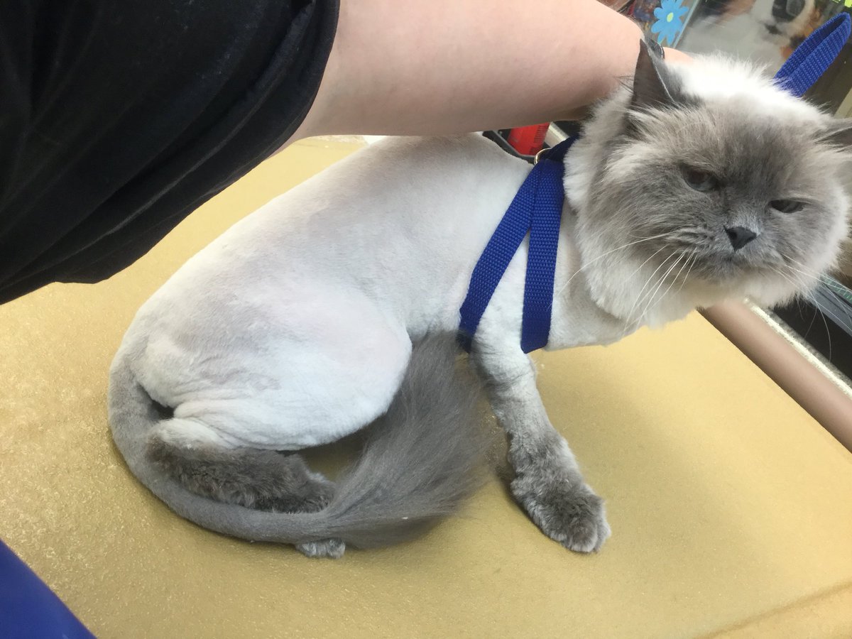 Petsmart Grooming-Commack tweet media