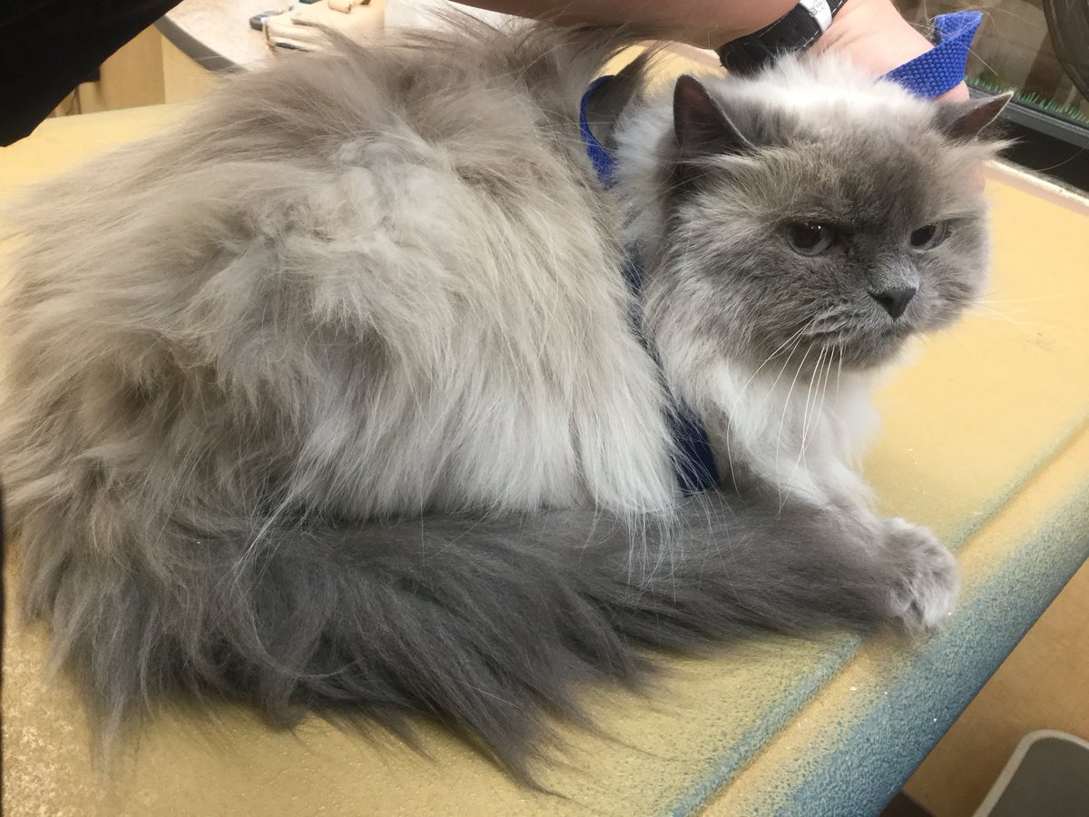 Petsmart Grooming-Commack tweet media