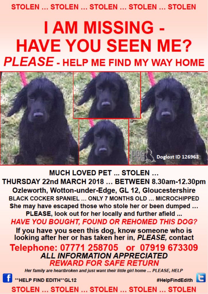 rosieDoc2's tweet photo. #findEdith 
💔#missing possibly #stolen 
💔7 months old 
💔black #cockerspaniel 
💔#Ozleworth #WottonUnderEdge #Gloucester #GL12
💔#microchipped 
HAVE YOU FOUND EDITH?
HAS SOMEONE STOLEN HER?
DO U THINK YOUVE BOUGHT HER?
💔#ScanMe 🐶please 
💔let me go home https://t.co/WWLiRilfc6