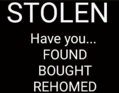 rosieDoc2's tweet photo. #findEdith 
💔#missing possibly #stolen 
💔7 months old 
💔black #cockerspaniel 
💔#Ozleworth #WottonUnderEdge #Gloucester #GL12
💔#microchipped 
HAVE YOU FOUND EDITH?
HAS SOMEONE STOLEN HER?
DO U THINK YOUVE BOUGHT HER?
💔#ScanMe 🐶please 
💔let me go home https://t.co/WWLiRilfc6