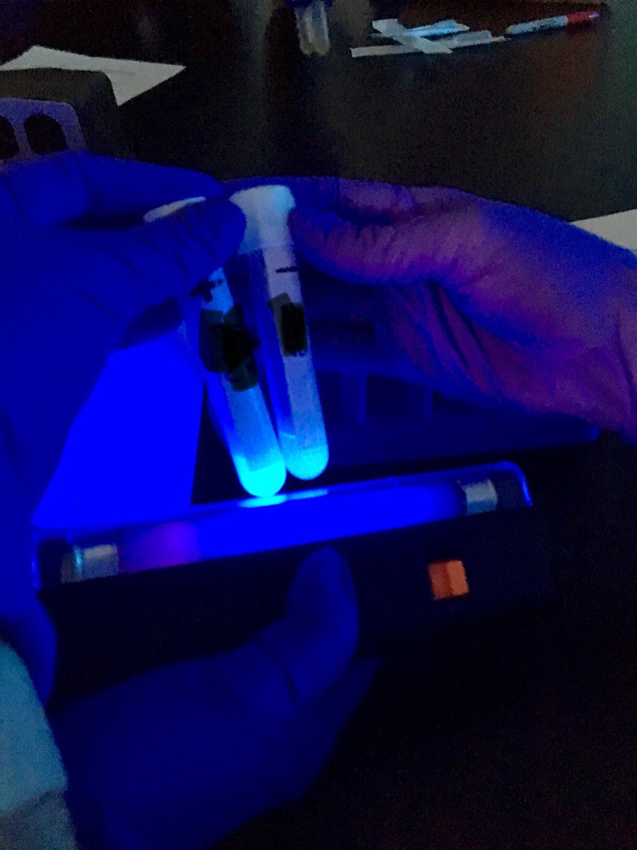 C_Matusevich's tweet photo. Need a nightlight? #MI students can make you some glowing E. coli with engineered plasmids! (UV light not included) @PLTWorg @chccs @CTEWorks #glowing #greengreengfpmachine #labskillz https://t.co/ihKRydoc5O