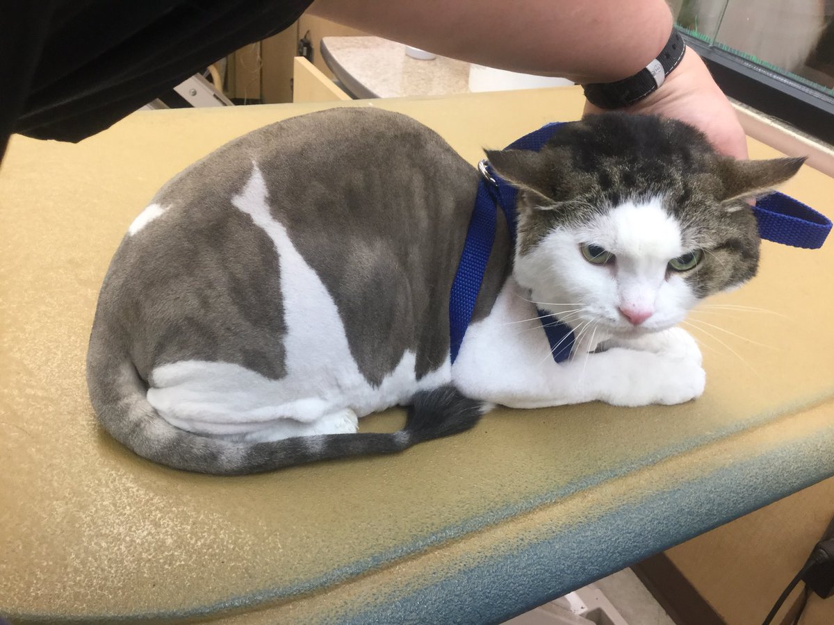 Punkin groomed by Jaime B. #1705 #longisland #northeastgrooming #lioncut