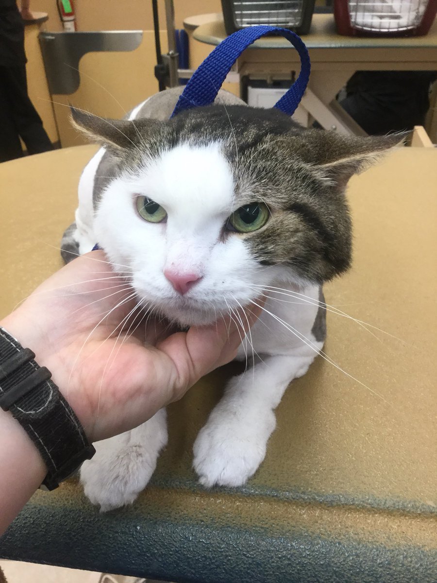 Petsmart Grooming-Commack tweet media