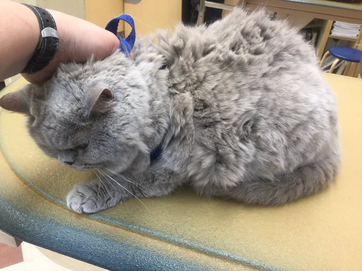 Petsmart Grooming-Commack tweet media
