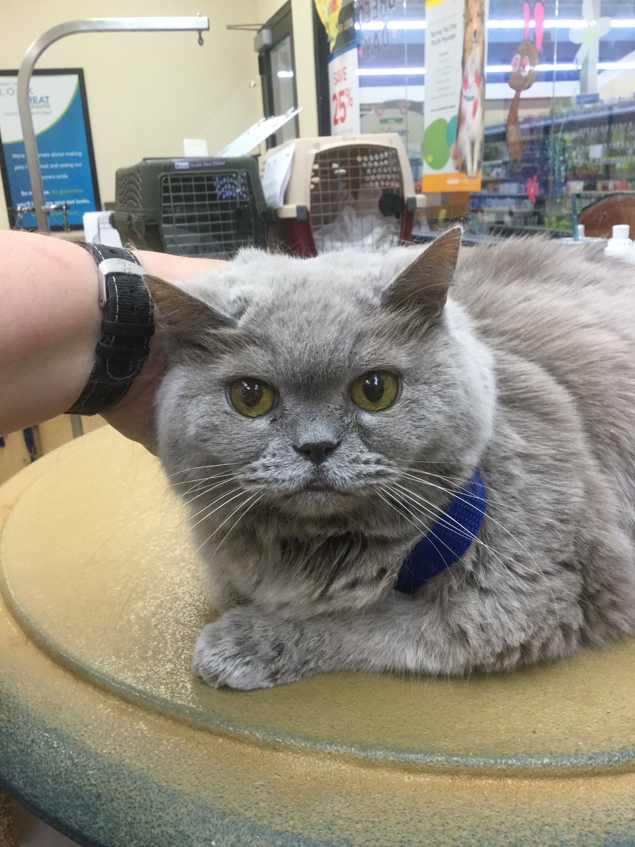 Petsmart Grooming-Commack tweet media