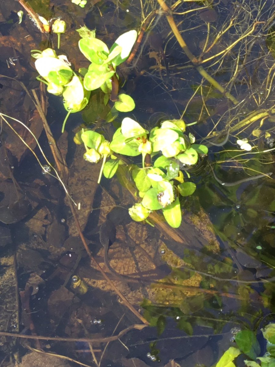 Y2BeechClass's tweet photo. This afternoon was SCIENCE!
Today we explored our wildlife garden. Spring has sprung! Spot the tadpoles! 🐸🌸🍃 #spring #science #year2 https://t.co/RZKE6PdprU