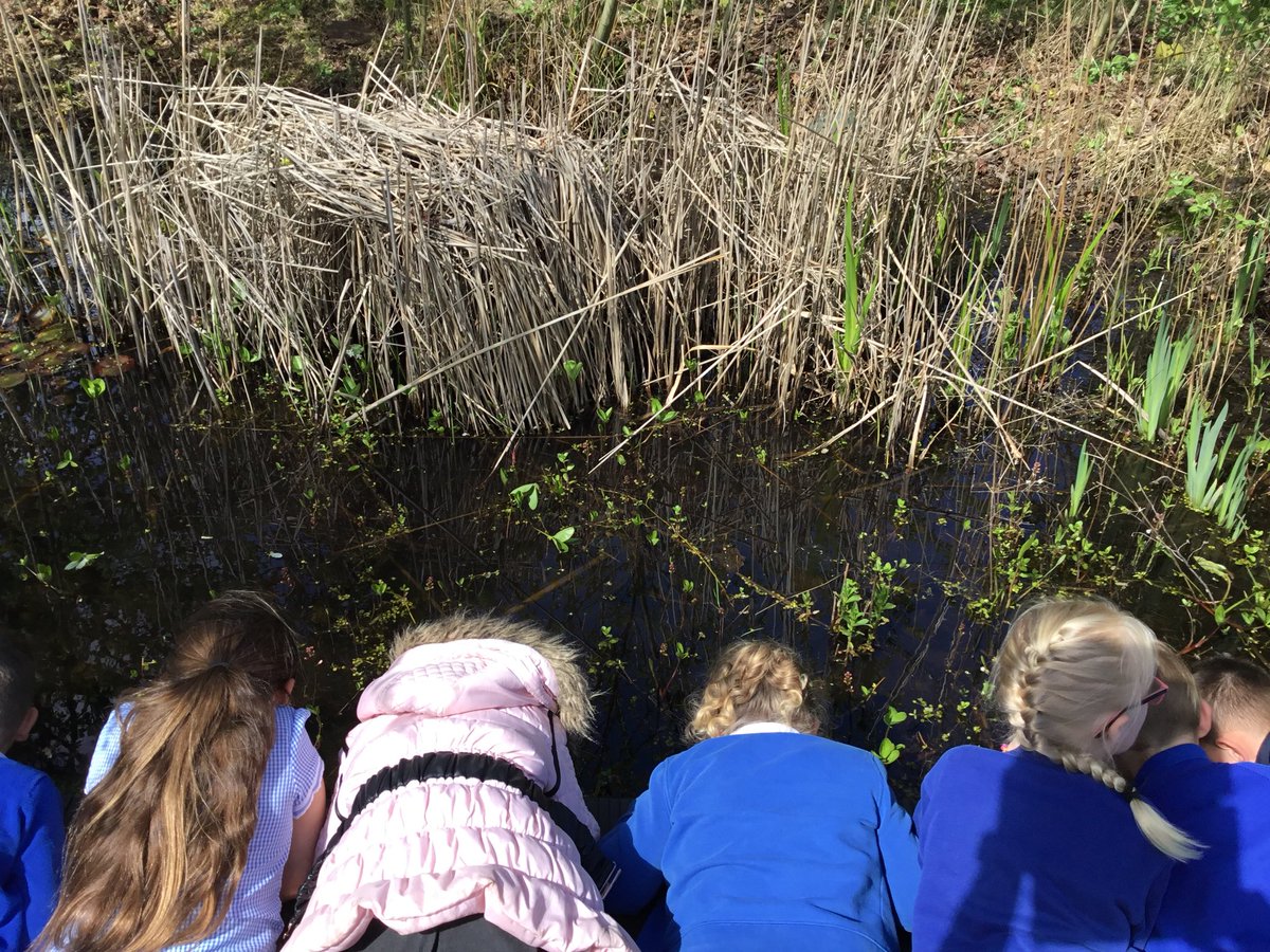 Y2BeechClass's tweet photo. This afternoon was SCIENCE!
Today we explored our wildlife garden. Spring has sprung! Spot the tadpoles! 🐸🌸🍃 #spring #science #year2 https://t.co/RZKE6PdprU