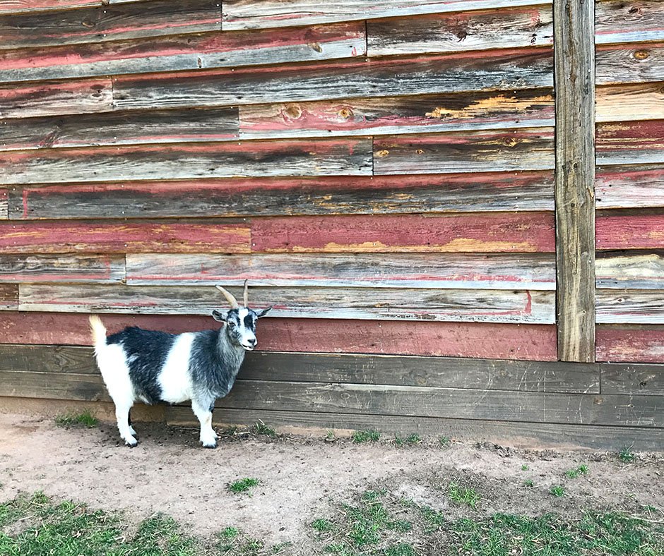 builtnicely's tweet image. Throwing it back to last week's delightful field trip out to @sweetolivefarm  to visit our dear clients/friends and their herd of over 200 rescued animals! We have so much love for this nonprofit and cannot wait to further support the cause with a website refresh! #clientlove
