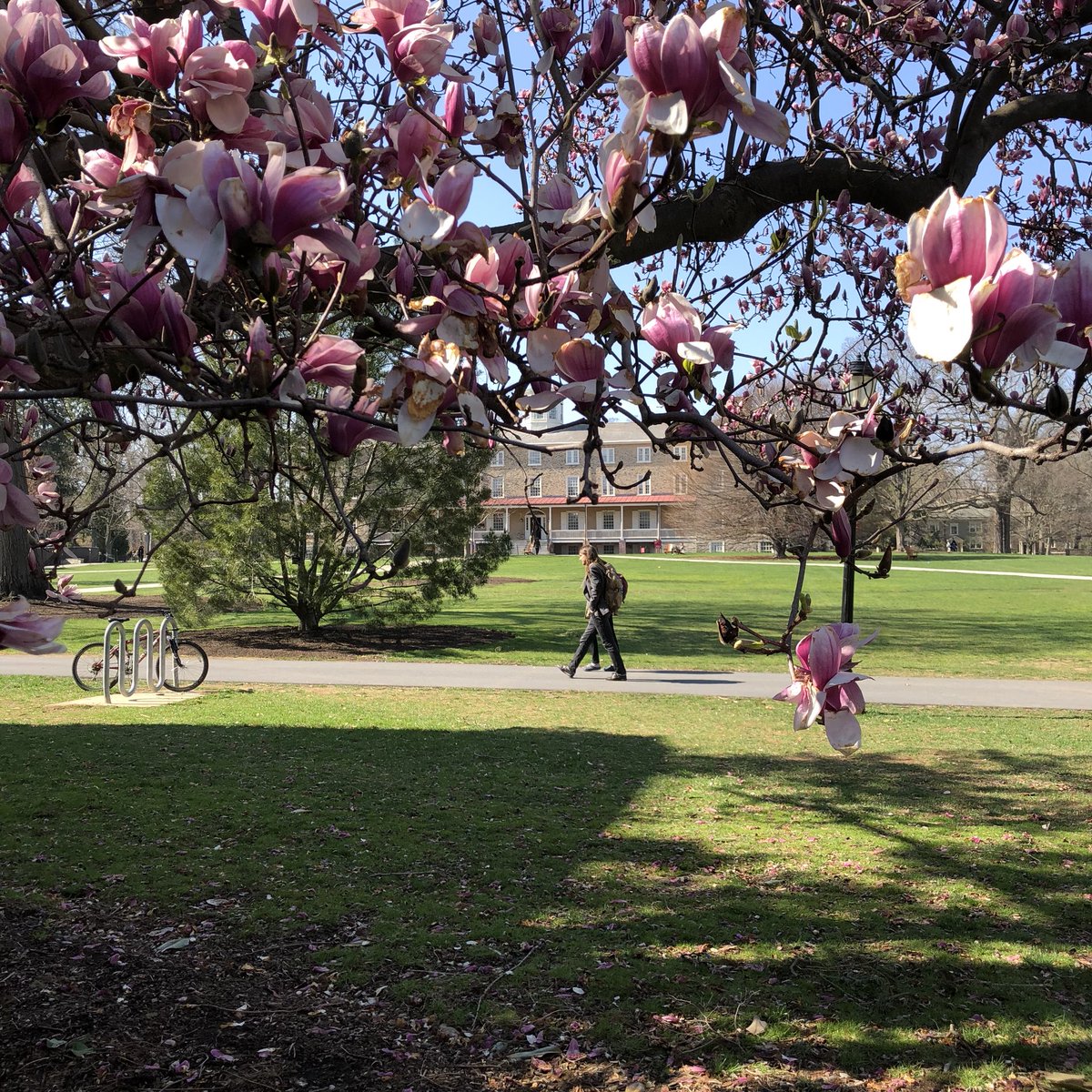 haverfordedu's tweet photo. Campus is (finally) springing to life! We love seeing Haverford in bloom! https://t.co/mXze9Nvkyd