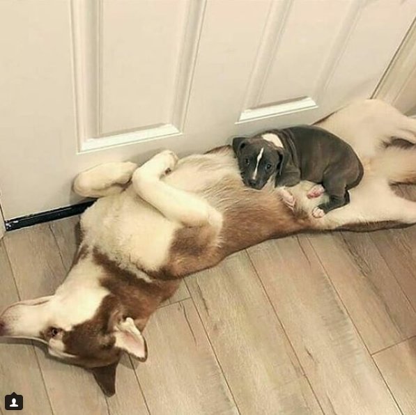 PitLoveOfficial's tweet photo. How do you stay cozy 😍😘😉

@pibbleflicks #dogsarelove #pitbullsofinstagram https://t.co/U1kUe7EUeq