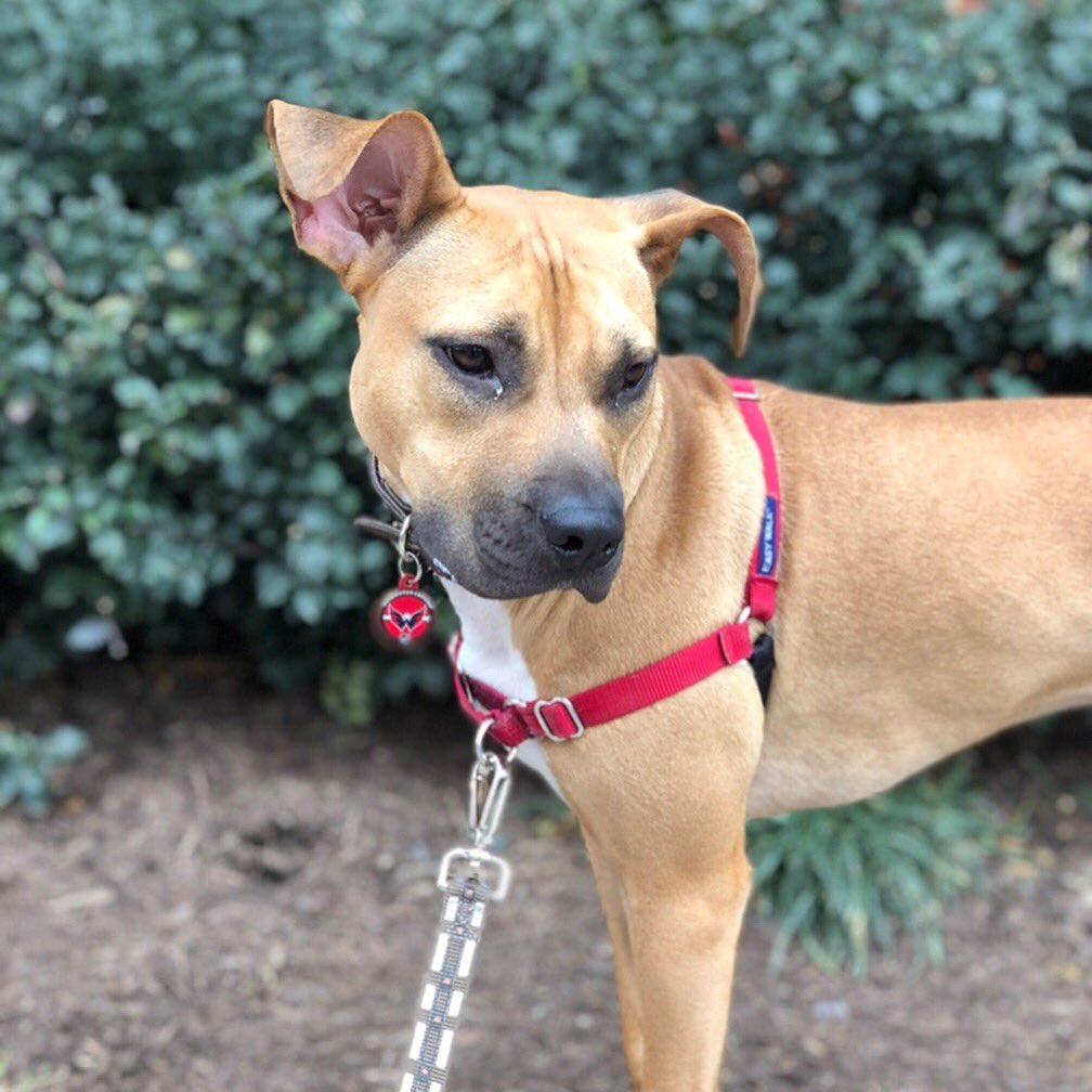 lavender_lexus's tweet photo. @Capitals @CapsSTM  #pretzelthepup is rocking her red for today! CAPS tag included! #LetsGoCaps https://t.co/VjQrkZgYfE