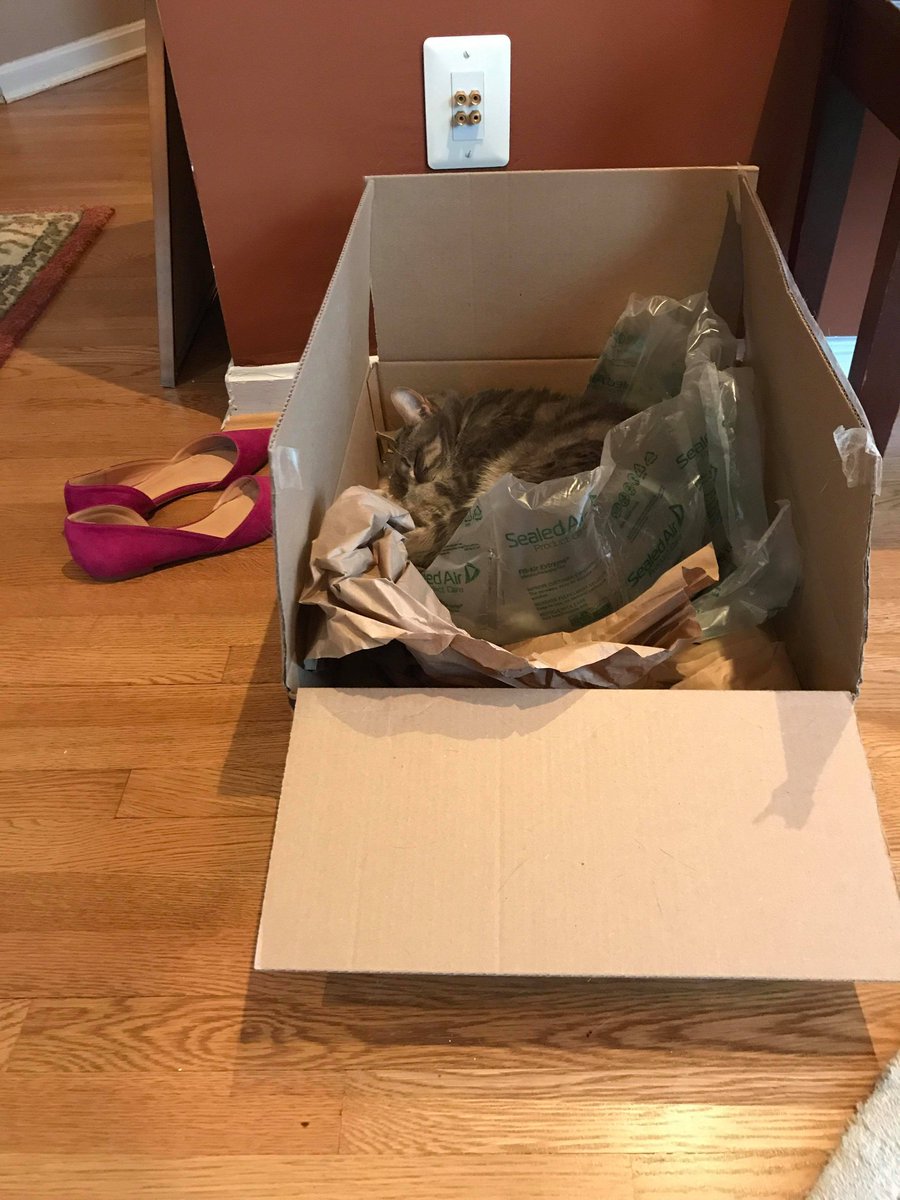 Wirecutter on Twitter "After researching more than 60 cat beds and