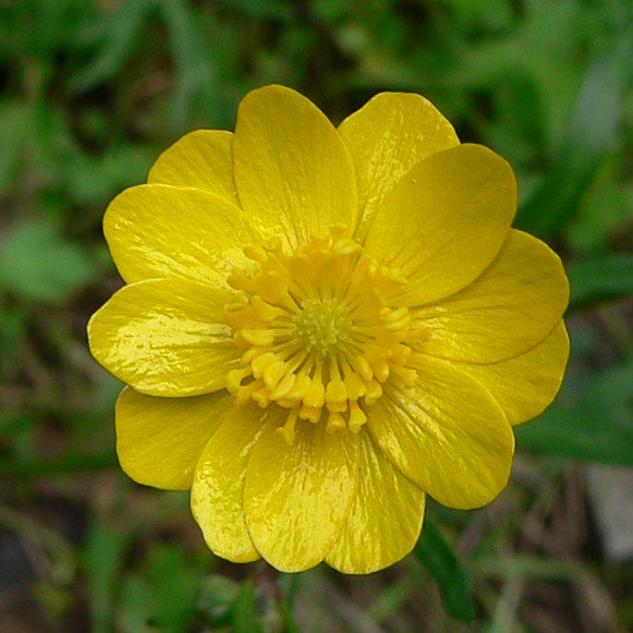 Longer days and warmer weather means we have time for Spring plant exploration! Enjoy these fun and family friendly activities in your watershed: thewatershedproject.org/education-corn…