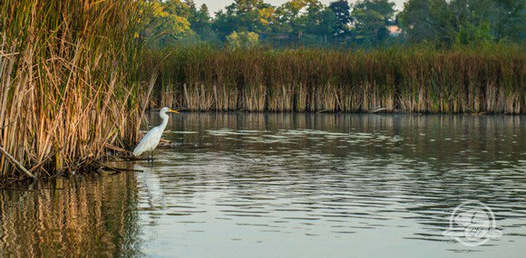 ROMtoronto's tweet photo. Join us &amp; @RougePark @ParksCanada this weekend! https://t.co/I1gahZ4W5h https://t.co/GCXeYlajcV