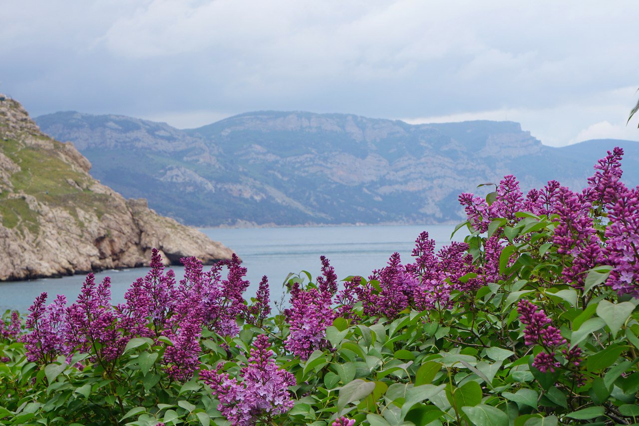 Крымская сирень