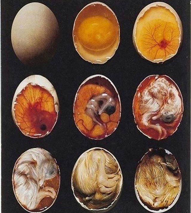 Двухжелтковое яйцо. Овоскопирование куриных яиц. Курица с яйцами. К чему снится зародыш в яйце. К чему снится зародыш в яйце.