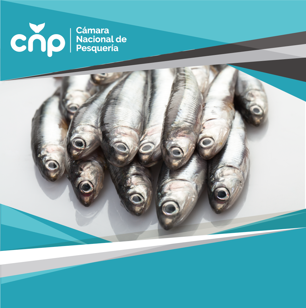 PesqueriaEc's tweet photo. Las proteínas presentes en los pescados y mariscos se consideran de alto valor biológico, ya que contiene todos los aminoácidos esenciales en las proporciones que el organismo necesita. #CNPTeInforma @brunoleonep https://t.co/l1rTQdNh7B