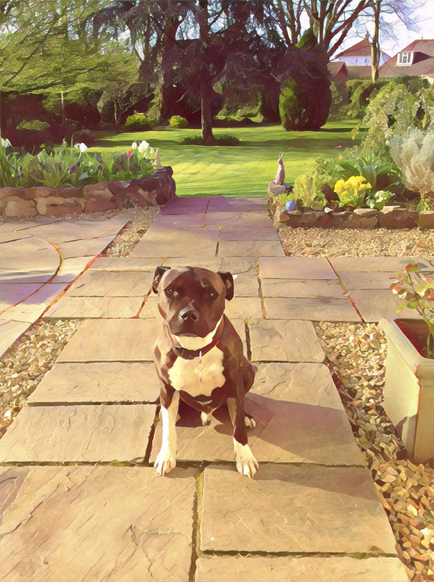 OurDogsAreArt's tweet photo. This is Begbee. When he was rescued he was so emaciated his back legs were wobbly. Now he is well fed and living the good life. 

#dogsareart #dogart #dogsoftwitter #dogslife #art #dog #cutedog #dogs
Photo credit: @JennyParr3 https://t.co/fHl1zSR0mN