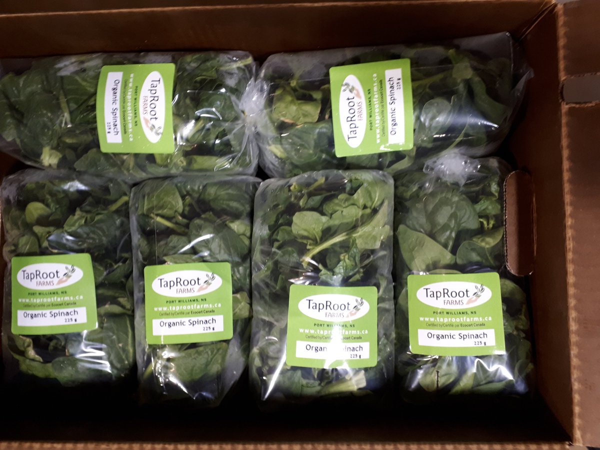 Our Organic Spinach is extra delicious this time of year. Slower growing due to shorter daylight hours concentrates flavours and sugars. Our CSA members got some this week. You can find our spinach at @eatlocalsource, @PetesNS, @oem_halifax and @nogginsfarm. Fresh shipment today!