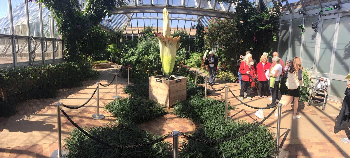 GlencoeAnchor's tweet photo. A busy day for @chicagobotanic as visitors continue to flood in to see #CBGSpike. Staff tells us this is the tallest corpse flower they’ve had yet! More coming at https://t.co/BgLvihOlwC. https://t.co/BfwIbX0ukX