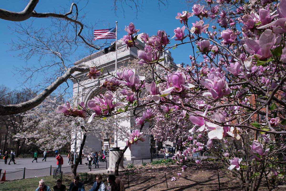 New York University tweet media