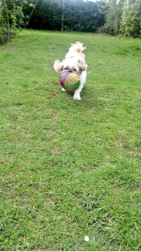 natalievaness15's tweet photo. Here me comes! Da wind iz makin me lil legs fly! ๐ Zoom โก๏ธโก๏ธ #FlyingTallulah #DogsOfTwitter #SpringShenanigans ๐ธ๐ฅ๐ป https://t.co/r0fWpkjii3