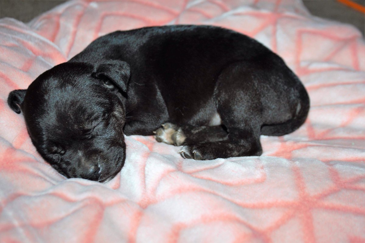 Haileyost's tweet photo. Everyone say hi to Georgia! https://t.co/gYqHq87EXt
