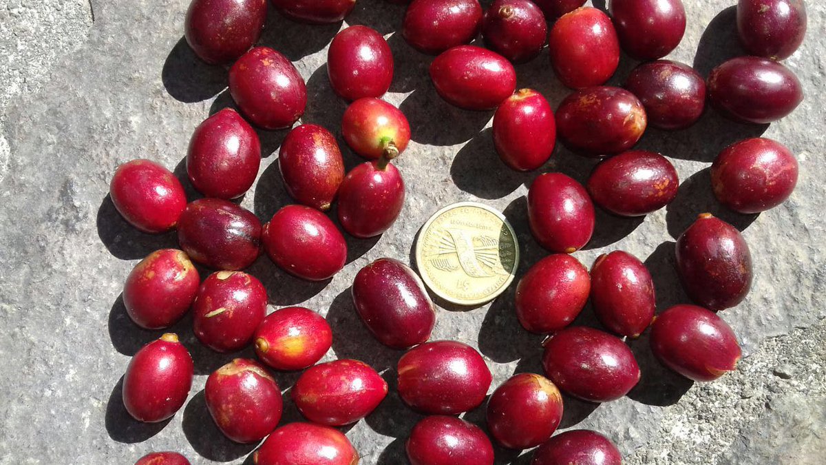 Es increíble como estas pequeñas cerezas de #café pueden tener gran impacto en la vida de las personas, ¿no te parece?