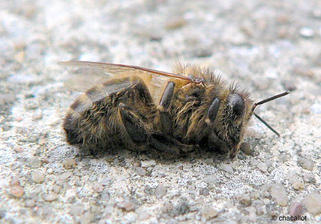 Mortalités d'#Abeilles : l'<a href="/UNAFapiculture/">UNAF Apiculture</a> tire la sonnette d'alarme. En sortie d'hiver cette année et dans de nombreuses régions, les apiculteurs français déplorent des mortalités exceptionnelles. Ce n'est plus tenable ! #SaveTheBees bit.ly/2HuaQgq <a href="/StTRAVERT/">STEPHANE TRAVERT Avec Vous</a>