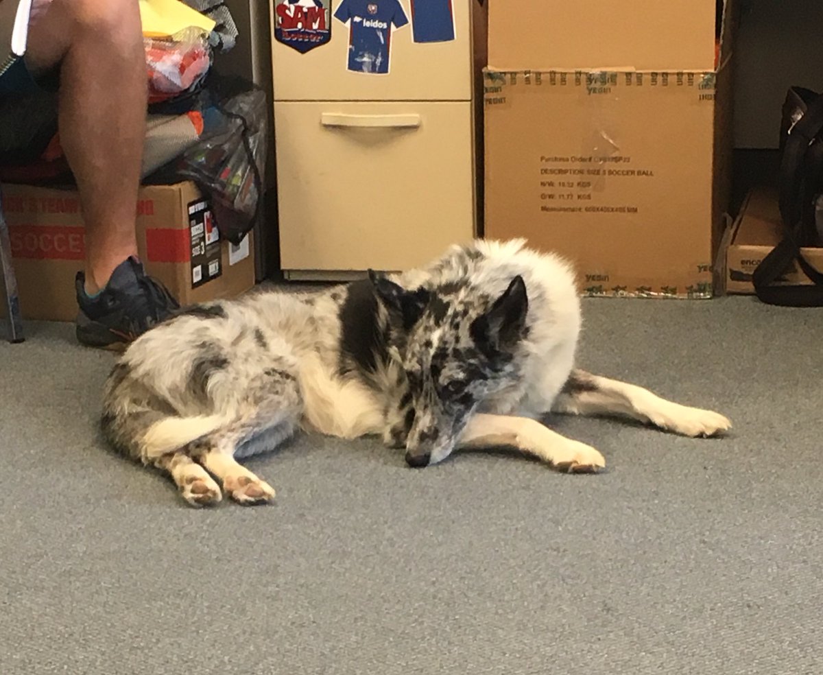 Boyd picture Thursday’s! Fresh off a geese chase too! 🐶