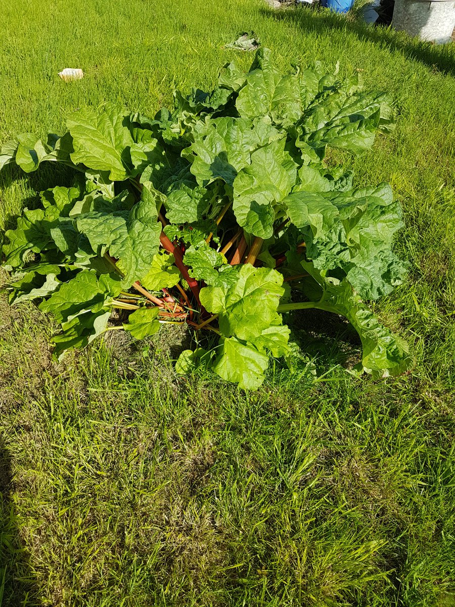 _Amwhy's tweet image. Pulling the rhubarb. And no, that&apos;s not a euphemism 😂 #piemaker #starbaker