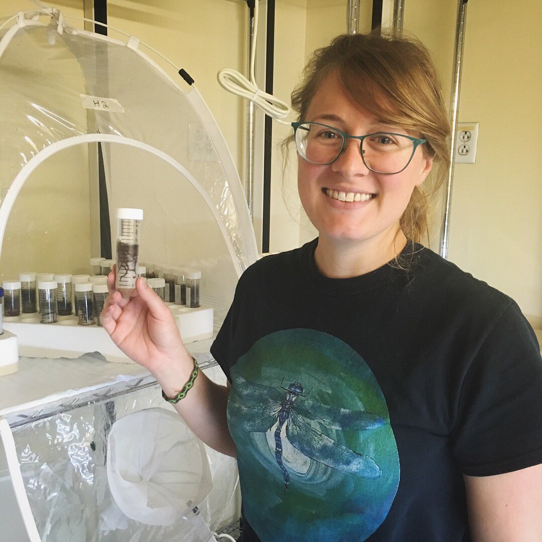 InsectFair's tweet image. Chrissy (@UCRentomology ) is showing us “bug dorms” containing Polyphagous Shot Hole Borer (PSHB). The beetle drills into trees and can transmit a pathogenic fungus (Fusarium euwallaceae) to the tree. Come to our Insect Fair in downtown Riverside this Saturday to know more! #fun