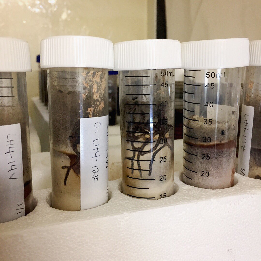 InsectFair's tweet image. Chrissy (@UCRentomology ) is showing us “bug dorms” containing Polyphagous Shot Hole Borer (PSHB). The beetle drills into trees and can transmit a pathogenic fungus (Fusarium euwallaceae) to the tree. Come to our Insect Fair in downtown Riverside this Saturday to know more! #fun