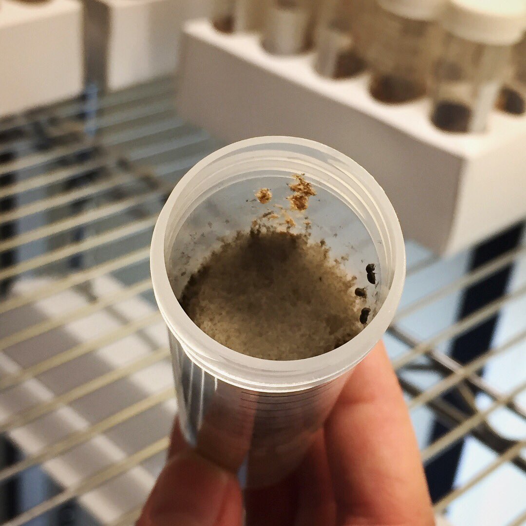 InsectFair's tweet image. Chrissy (@UCRentomology ) is showing us “bug dorms” containing Polyphagous Shot Hole Borer (PSHB). The beetle drills into trees and can transmit a pathogenic fungus (Fusarium euwallaceae) to the tree. Come to our Insect Fair in downtown Riverside this Saturday to know more! #fun