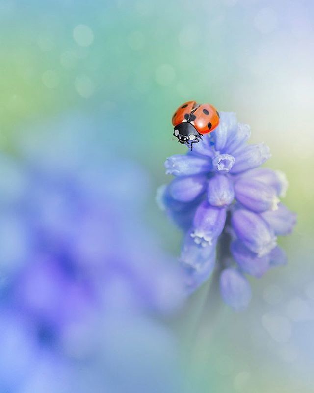 lowcarbvistas's tweet photo. Hold On To Your Dreams⠀
⠀
⠀
 #RosieNixon #Scottishartist #scotland ⠀
⠀
#macro_moves #flowersandmacro  #inspirenaturenow  #ladybird #ladybug https://t.co/sVe2UE4qsJ https://t.co/RGrKx7Brqn