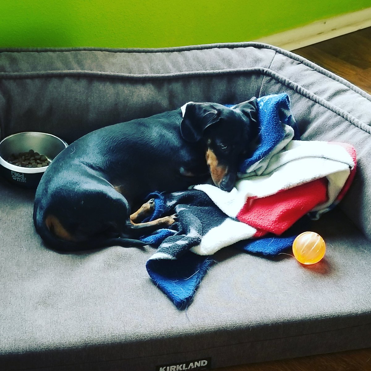 CriderCrew's tweet photo. Its exhausting guarding both your ball and your food!! #dogsofinstagram #dogs #adoptdontshop #doxielove #doxies #daschundofinstagram #onguard https://t.co/GuzmZp5ATA